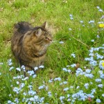 Vanille 2 - vive le chat