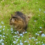 Vanille 3 - vive le chat Vanille 3 - vive le chat