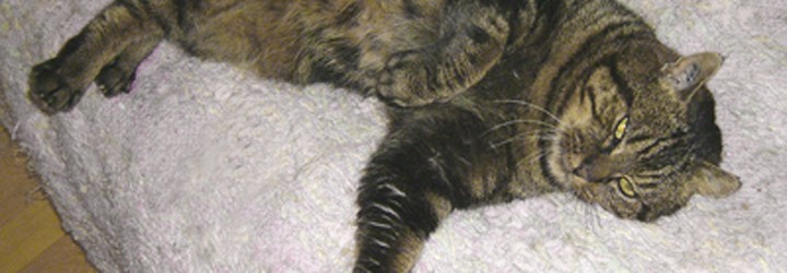 Coco chat à adopter
