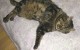 Coco chat à adopter