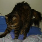 Vanille 1 - vive le chat Vanille 1 - vive le chat