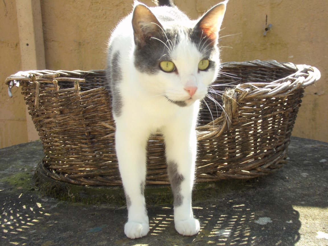 chat sexe muret