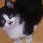 Chancine - petit chaton à adopter 3